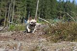 BOULEDOGUE FRANCAIS 102